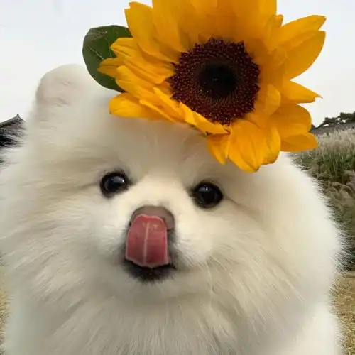 朋友总是说想自杀