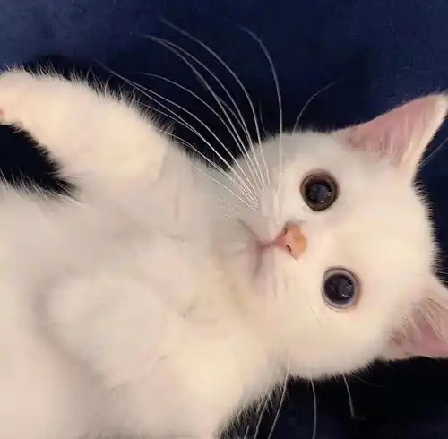 爱