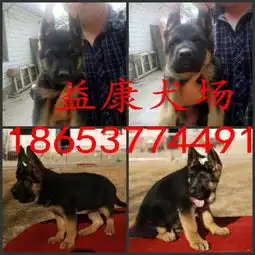 城区养狗场联系方式