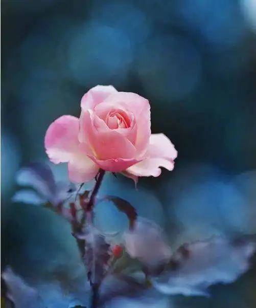 20条令人惊艳的句子,文艺优雅,越读越心醉