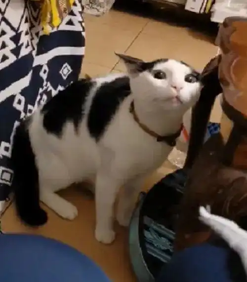 换了发型,猫不认识了怒盯了网友2天