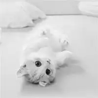 我爱情的灰色地带灰色猫咪萌宠投降