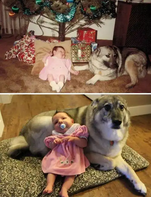 奶狗系女生头像可爱婚姻