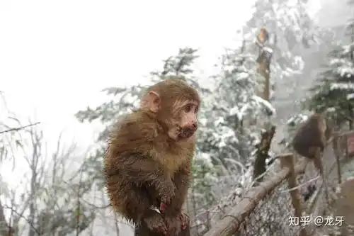 为什么说峨眉山猴患问题出在人身上