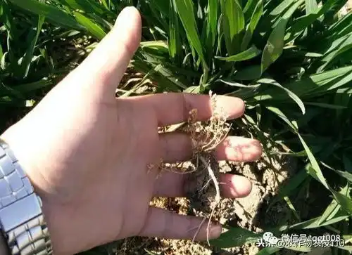 一定要抓住小麦返青至拔节阶段关键时期田管,才能确保取得高产