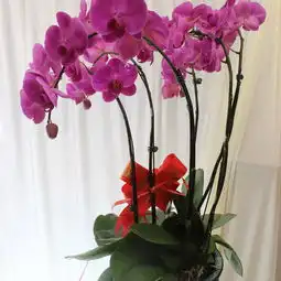 爱尚蝴蝶兰春季夏季秋季冬季非常容易年宵花卉观花植物兰花盆景价格,图片,品牌信息齐家网产品库