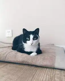 这些喵星人这是要去唐朝搞事情啊