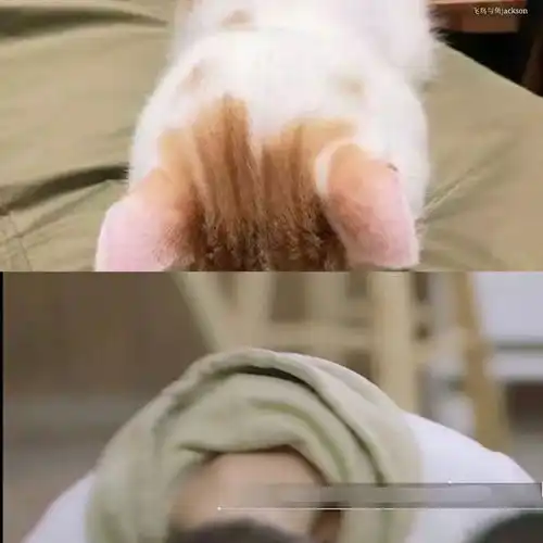 猫系少年头像少年