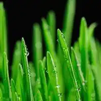 最新绿色系头像男生微信头像图片大全