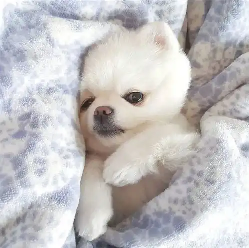 萌系头像q版动物动物