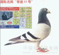 您的鸽子与这些鸽子有什么关系