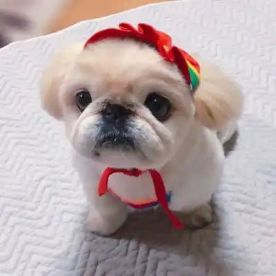 小动物头像呆萌图片好看图片头像可爱动物