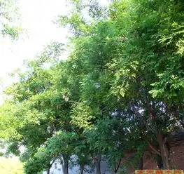 落叶乔木类苗木国槐