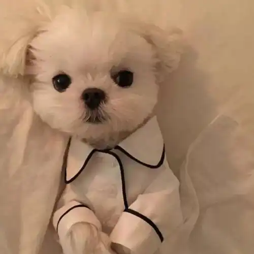 可爱萌宠不戳你会后悔今日头像