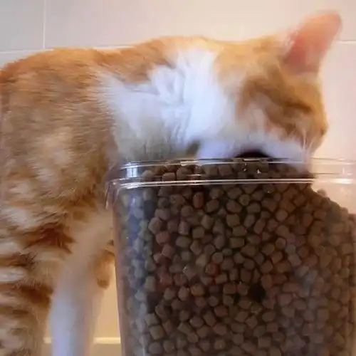 奶奶式喂养又上热搜,小猫咪这是我的最后一餐吗