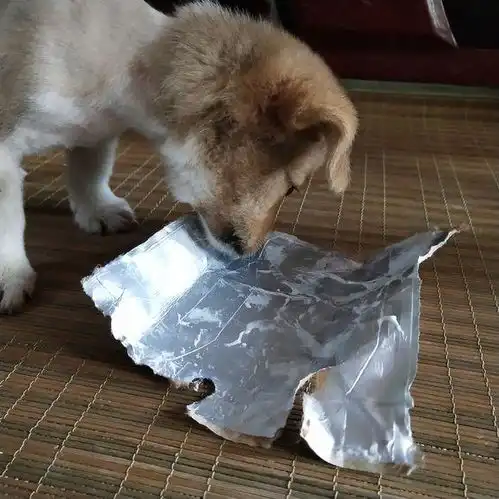 流浪小奶狗在路边热蔫儿了,女孩把手里的水给它解渴,救了它一命