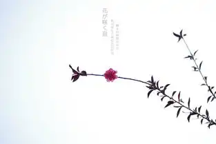 k5,日系,花,小清新央和图虫摄影网