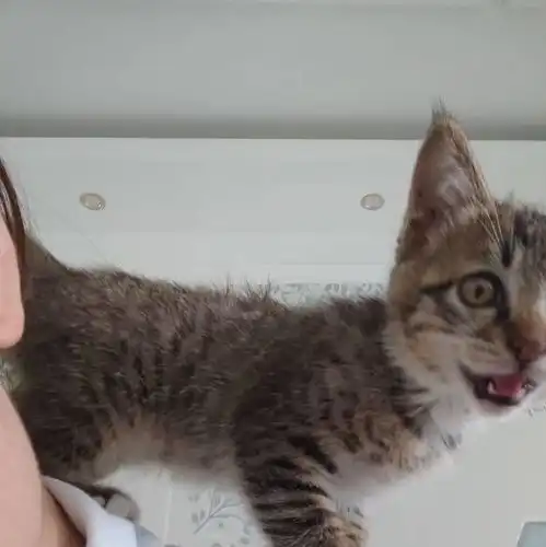 养猫应该直接养成年猫还是从小猫养起