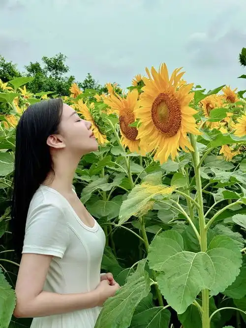 向日葵花海中,内江融媒记者教你拍出氛围感大片