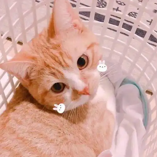 可爱头像提升恋爱好感的小细节