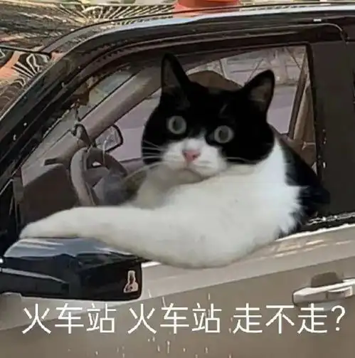 合法但有病的发疯小猫表情包