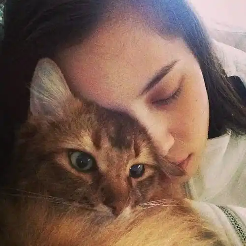 为何猫系总能受到大家的追捧揭秘金智妮水原希子的百变猫相脸