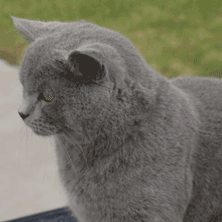 蓝猫和蓝金渐层配出来是什么今日头条