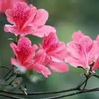 高清唯美杜鹃花头像图片微信头像图片大全