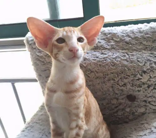 情侣头像猫系列图集哈利