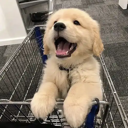 有无好用的护发素或者精油推荐,拯救枯燥的头发