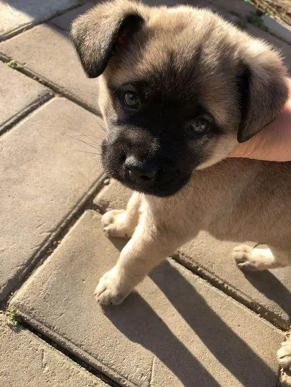 流浪小奶狗一直跟在女孩身后,小家伙这眼神很治愈系,萌化了女孩