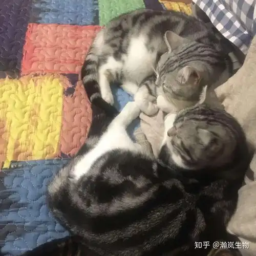 传腹猫停针的第123天