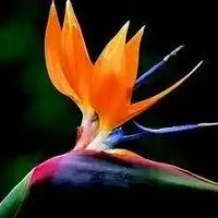 治愈系情侣头像简约干净