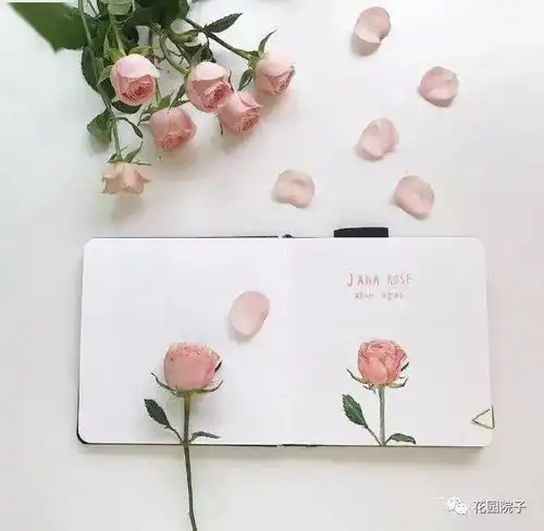 画笔下的小清新50张治愈系水彩植物画,看着真养眼