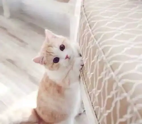 开心一刻笑话因为双方父母的反对,迫于压力我向女友提出分手