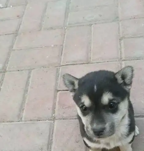 女孩把捡到的小奶狗送人,两天后再见面已成流浪狗,顿时心疼坏了