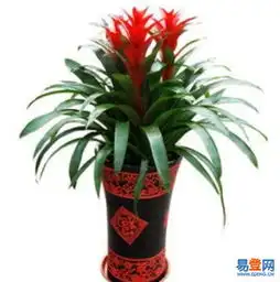 河西区口碑租植物公司丨河西区花卉租赁服务的图片