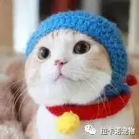 怎样做一个人合格的吸猫族