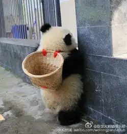 戴草帽背背篓大熊猫宝宝化身功夫熊猫萌翻天