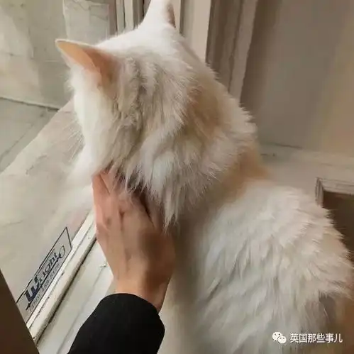 猫咪的背影杀真的怎么都看不够啊
