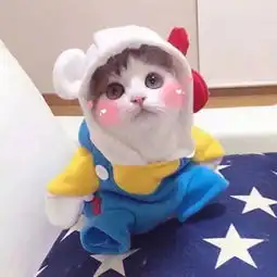 养猫千日,用猫一时看完我想把我家那货扔出去