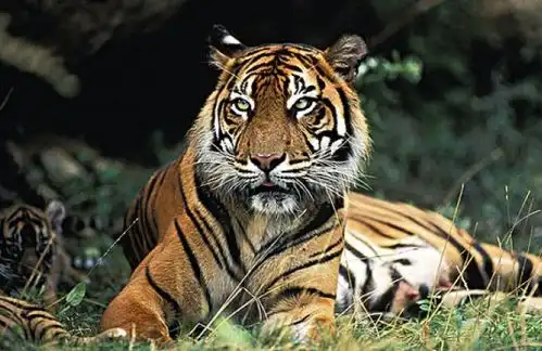 7月97月15日,好运连连,3生肖迎来机遇,好事成双,生活事事如意