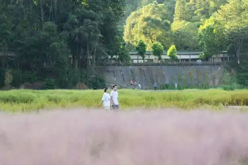 清凉山郊野公园粉黛乱子草梦幻盛放,如云雾海洋引爆粉色少女心