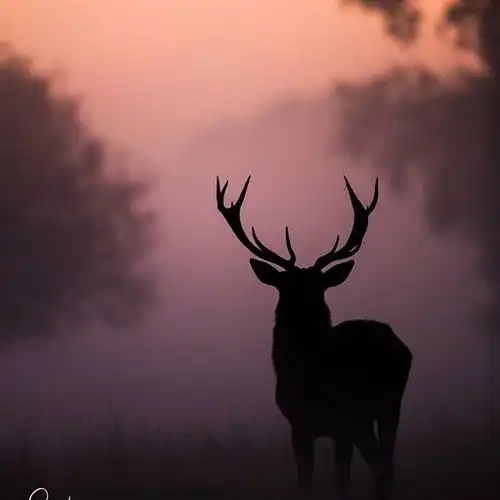 林深时见鹿,海蓝时见鲸萌宠头像