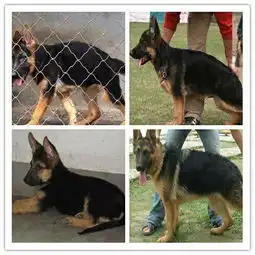 通辽养狗场联系18653774491