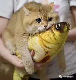 比抖音还好刷的ins网红宠物大合集