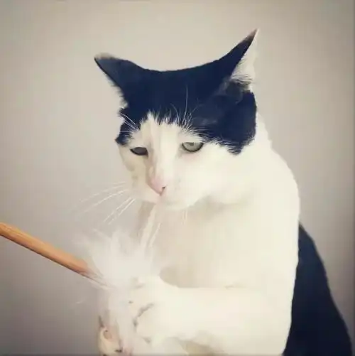 动漫猫咪头像男生人脸识