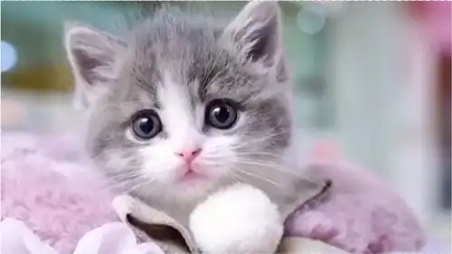 超萌小奶猫,铲屎官最爱逗弄乖乖的它,太可爱了