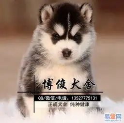 广州狗场出售高品质双蓝眼三把火精品哈士奇幼犬的图片-海珠海幢易登网