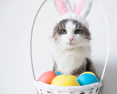 点击来源直接获取大图文件一只可爱有趣的灰色猫咪戴着兔子耳朵坐在白色背景上,旁边有一篮子彩色鸡蛋复活节装扮的猫咪摄影搞笑猫猫高清大图